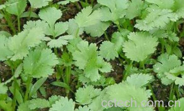 香菜怎么种植 香菜的种植方法和时间-0