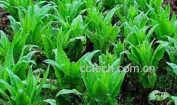 莴笋怎么种植 莴笋的种植时间和方法-0