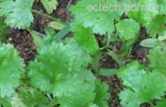 香菜怎么种植 香菜的种植方法和时间-1