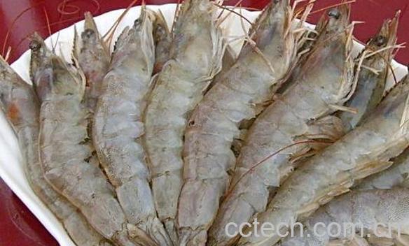 孕妇能吃虾吗 孕妇吃虾的好处和坏处-0