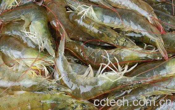 孕妇能吃虾吗 孕妇吃虾的好处和坏处-1