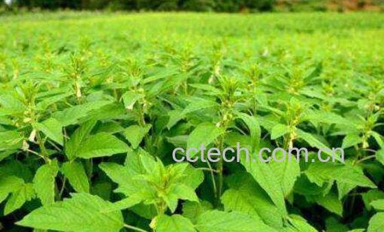 芝麻叶怎么晒干 晒干芝麻叶有什么好处-1