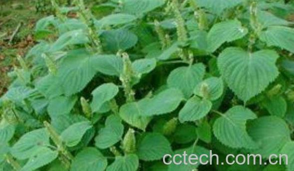 芝麻叶怎么晒干 晒干芝麻叶有什么好处-0