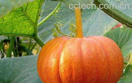 南瓜不能和什么一起吃 南瓜的食用禁忌-0