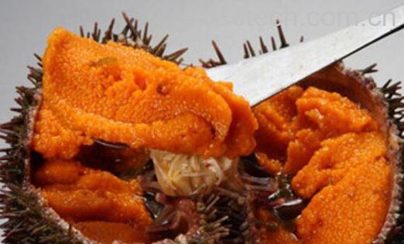 活海胆怎么处理 活海胆怎么杀-1