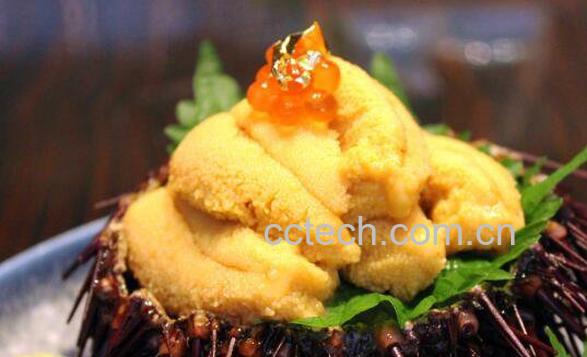 活海胆怎么处理 活海胆怎么杀-0