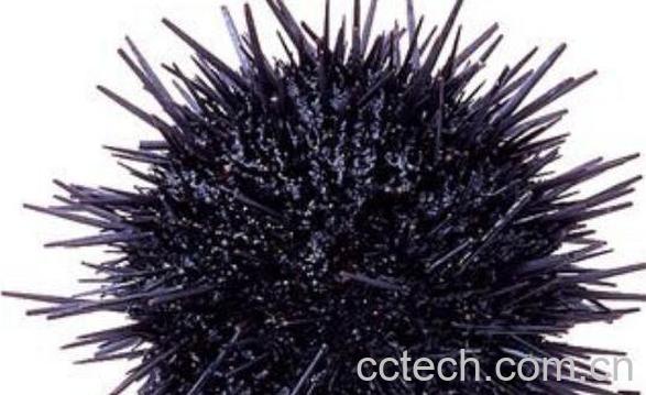 活海胆怎么保存 活海胆保存方法-0