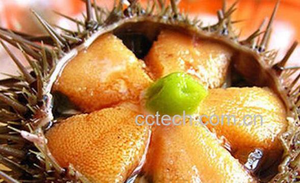 活海胆怎么保存 活海胆保存方法-1