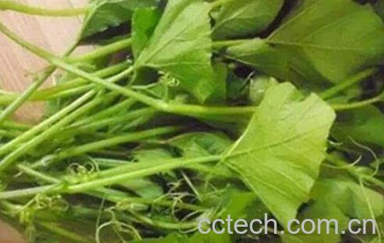 南瓜叶怎么做好吃 南瓜叶子的功效与作用-0