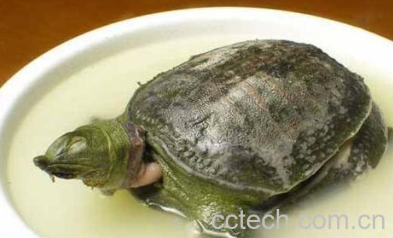 甲鱼血怎么吃最安全 甲鱼血的好处与吃法-0