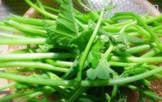 南瓜藤怎么剥皮快 南瓜藤怎么处理-1