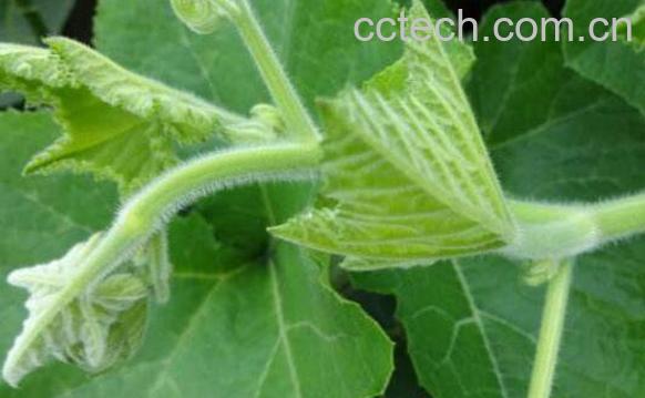 南瓜茎叶的功效与作用 -0