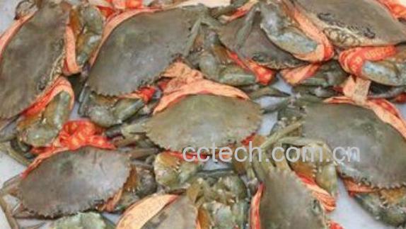 青蟹怎么保存 青蟹保鲜的方法技巧-1