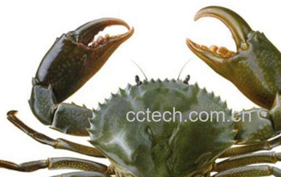 青蟹怎么保存 青蟹保鲜的方法技巧-0