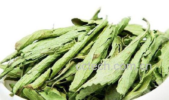 甜叶菊的功效与作用及食用方法-0