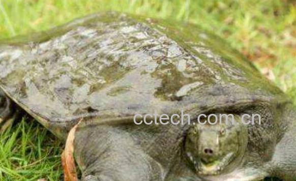 甲鱼怎么杀 杀甲鱼有什么忌讳-0