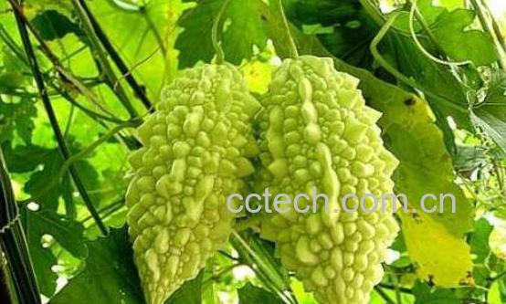 癞瓜怎么吃 癞瓜的家常做法-0