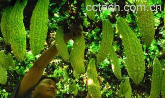 癞瓜怎么吃 癞瓜的家常做法-1