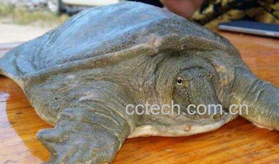 野生甲鱼和养殖甲鱼的区别-1