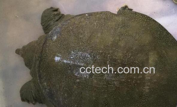 野生甲鱼和养殖甲鱼的区别-0