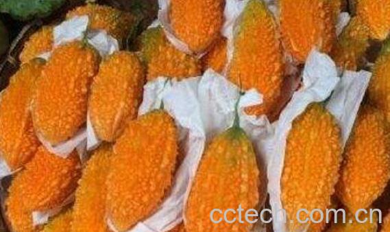 金癞瓜怎么吃 金癞瓜的吃法技巧-1