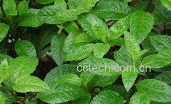 白子菜可以生吃吗 白子菜怎么吃 白子菜的吃法-0