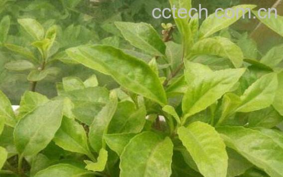 白子菜可以生吃吗 白子菜怎么吃 白子菜的吃法-1