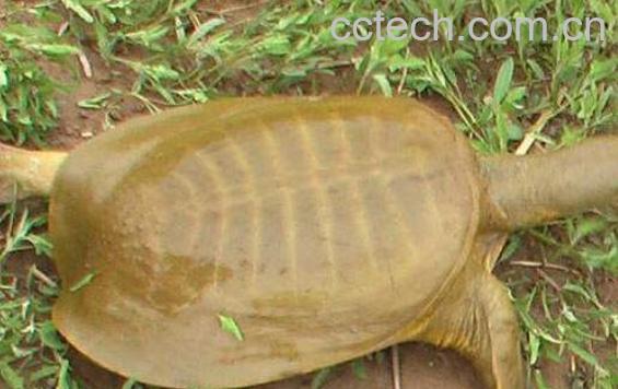 钓野生甲鱼的最佳方法-0