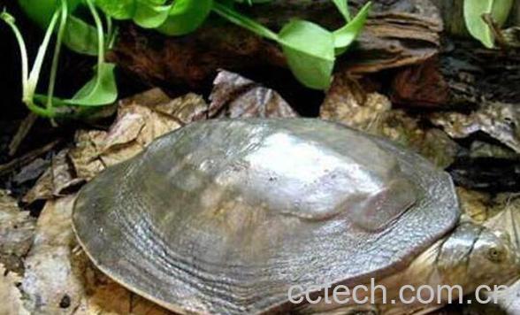 野生甲鱼怎么辨识 野生甲鱼的养殖方法-0