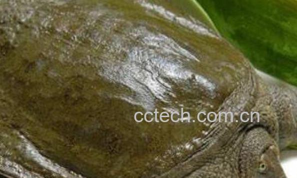 钓野生甲鱼的最佳方法-1