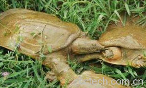 野生甲鱼怎么辨识 野生甲鱼的养殖方法-1