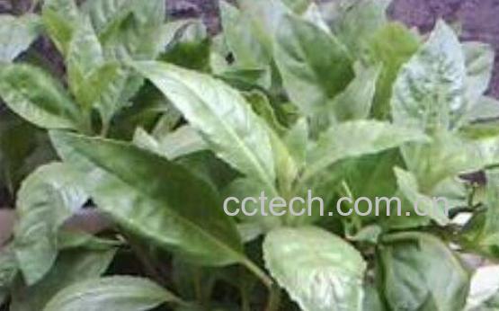 白子菜的功效与作用 白子菜的副作用-1