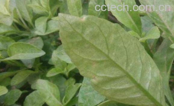 白子菜的功效与作用 白子菜的副作用-0