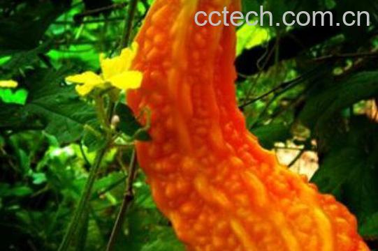 金癞瓜的营养价值 金癞瓜的药用价值-0