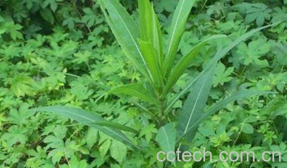 山莴苣有什么作用 山莴苣的功效与作用-0