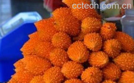 金癞瓜的营养价值 金癞瓜的药用价值-1