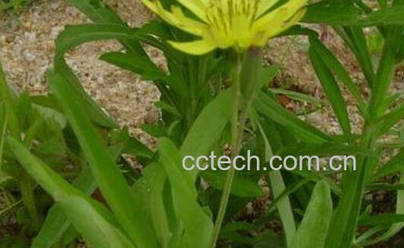 山莴苣有什么作用 山莴苣的功效与作用-1