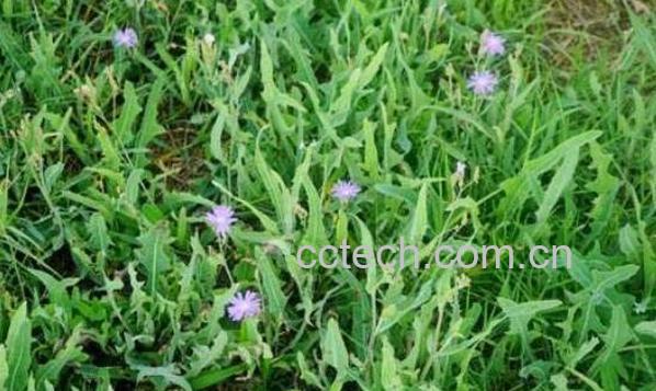 野莴苣与山莴苣的区别 山莴苣的功效作用-1