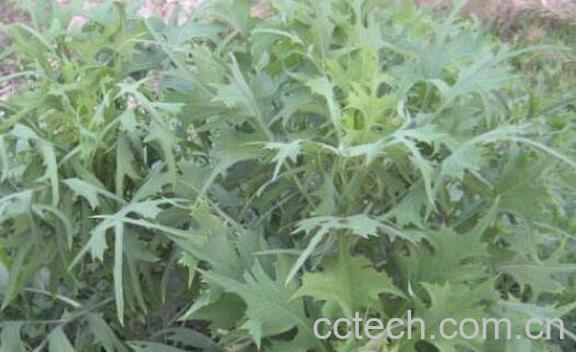 野莴苣与山莴苣的区别 山莴苣的功效作用-0