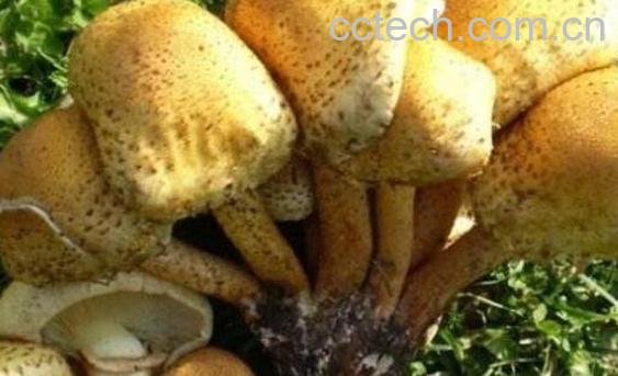 蜜环菌的功效与作用-0