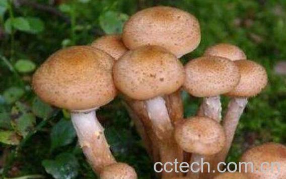 蜜环菌的功效与作用-1