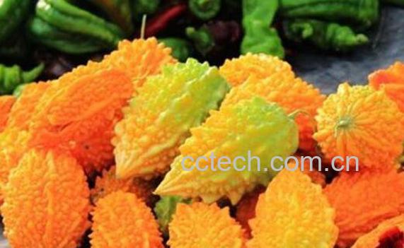 金癞瓜的功效与作用-0