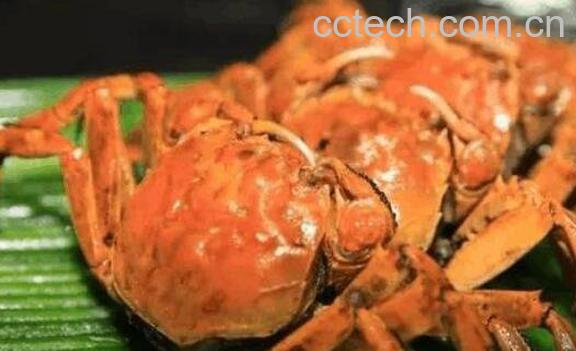 螃蟹不能和什么一起吃 什么人不适合吃螃蟹-0