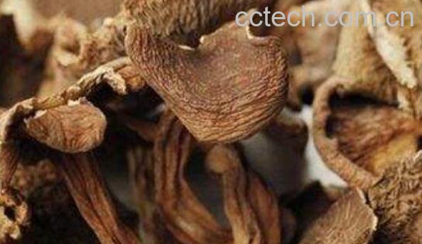 野生枞菌怎么做好吃 枞菌的做法窍门-1