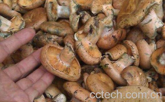 野生枞菌怎么做好吃 枞菌的做法窍门-0