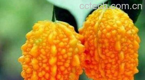 金癞瓜的功效与作用-1