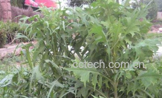 野莴苣怎么食用 野莴苣的食用方法-0