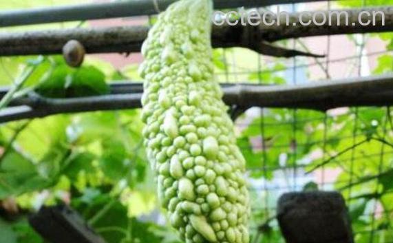 癞瓜和苦瓜的区别 癞瓜怎么吃好-1