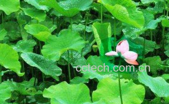 荷叶的功效与作用及药用价值-0