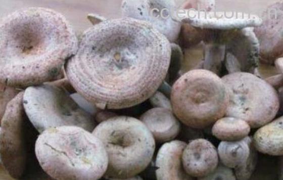 枞菌的功效与作用 枞菌怎么保存-0